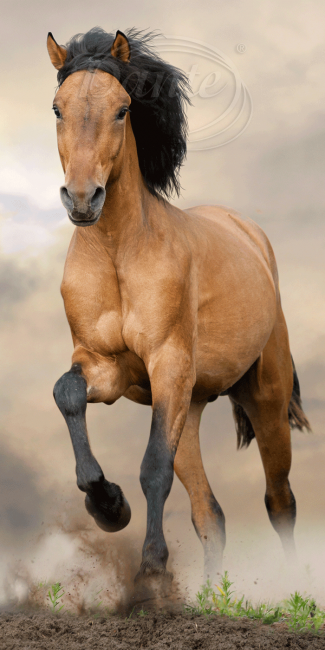 Osuška hnědý kůň - ART12785