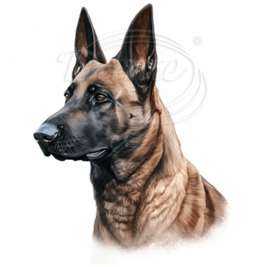 Nažehlovačka Belgický malinois hlava - NAŽ144/hl