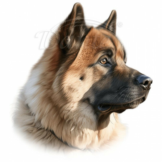 Nažehlovačka Americká akita hlava - NAŽ123/hl