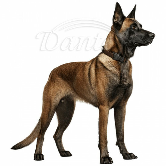 Nažehlovačka Belgický malinois - NAŽ148/hl