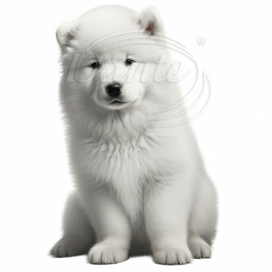 Nažehlovačka Samojed štěně - NAŽ277/hl