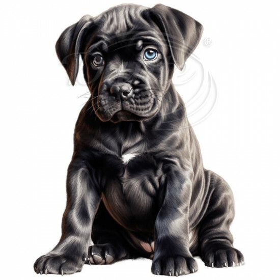 Nažehlovačka Cane Corso štěně - NAŽ179/hl