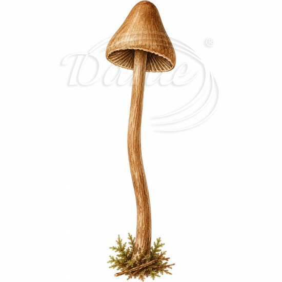 Nažehlovačka Lesní helmovka - iNAZ00095/hl