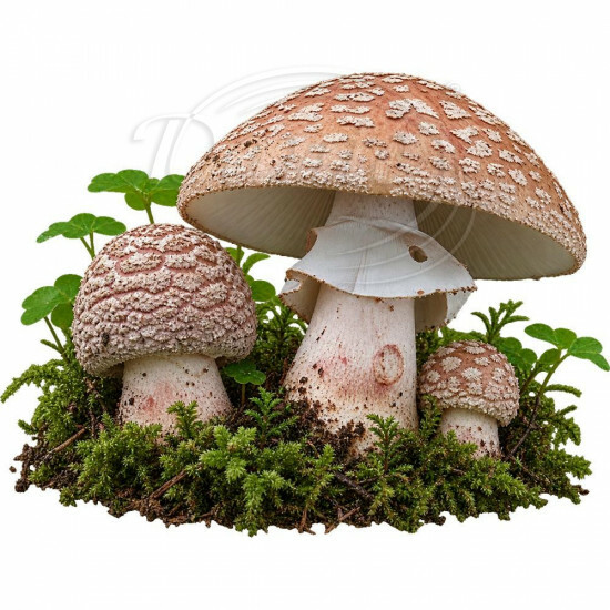 Nažehlovačka Muchomůrky růžovky - iNAZ00148/hl