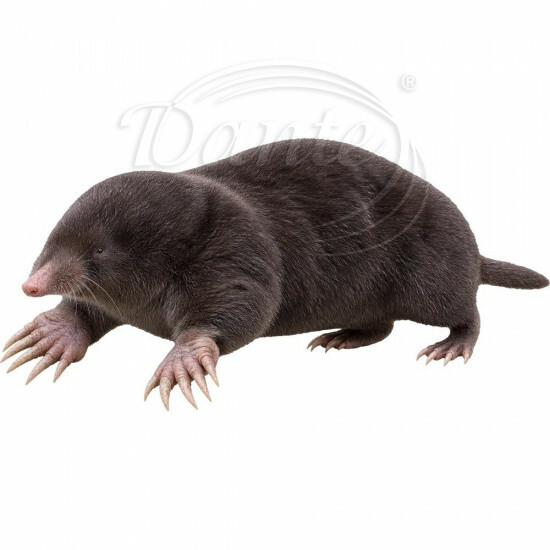 Nažehlovačka Krtek obecný - iNAZ00180/hl