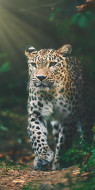 Osuška Gepard