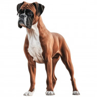 Nažehlovačka Boxer
