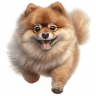 Nažehlovačka Pomeranian běžící