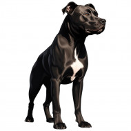 Nažehlovačka Pitbull černý