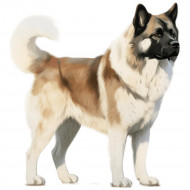 Nažehlovačka Americká akita