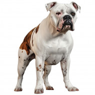 Nažehlovačka Americký buldog