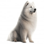 Nažehlovačka Samojed