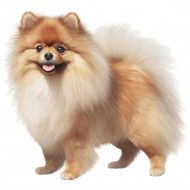 Nažehlovačka Pomeranian