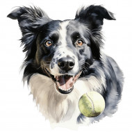 Nažehlovačka Border Collie a míček