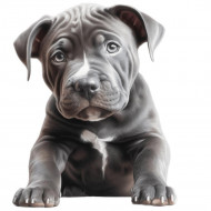 Nažehlovačka Pitbull štěně šedé