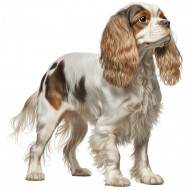 Nažehlovačka Kavalír king Charles španěl