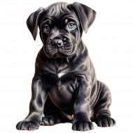 Nažehlovačka Cane Corso štěně