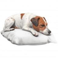 Nažehlovačka Jack Russel na polštáři