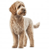 Nažehlovačka Labradoodle