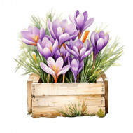 Nažehlovačka Krokusy v bedýnce