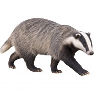 Nažehlovačka Jezevec lesní